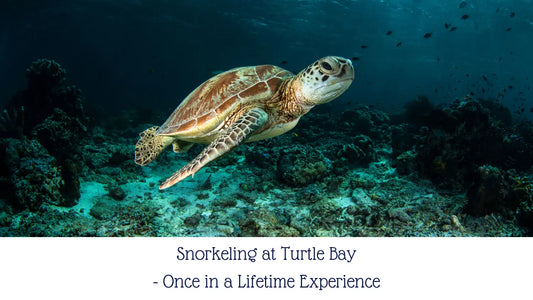 Snorkeling at Turtle Bay- Once in a Lifetime Experience