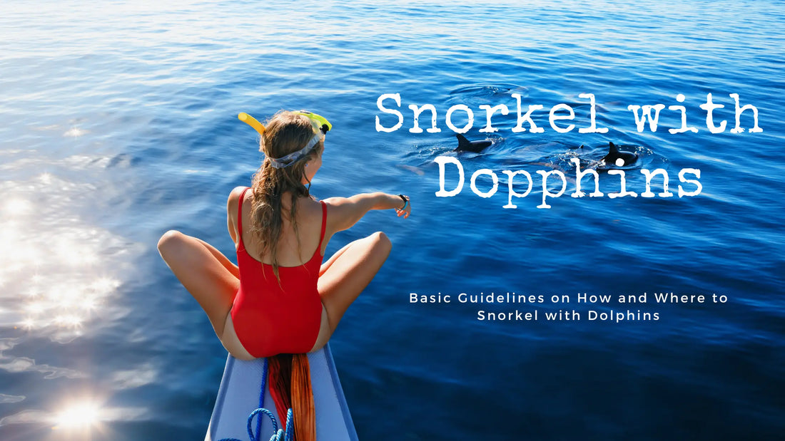 Basic Guidelines on How and Where to Snorkel with Dolphins