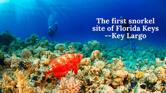 The first snorkel site of Florida Keys --Key Largo